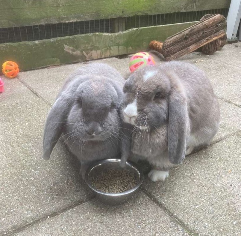 Onze buiten konijnen