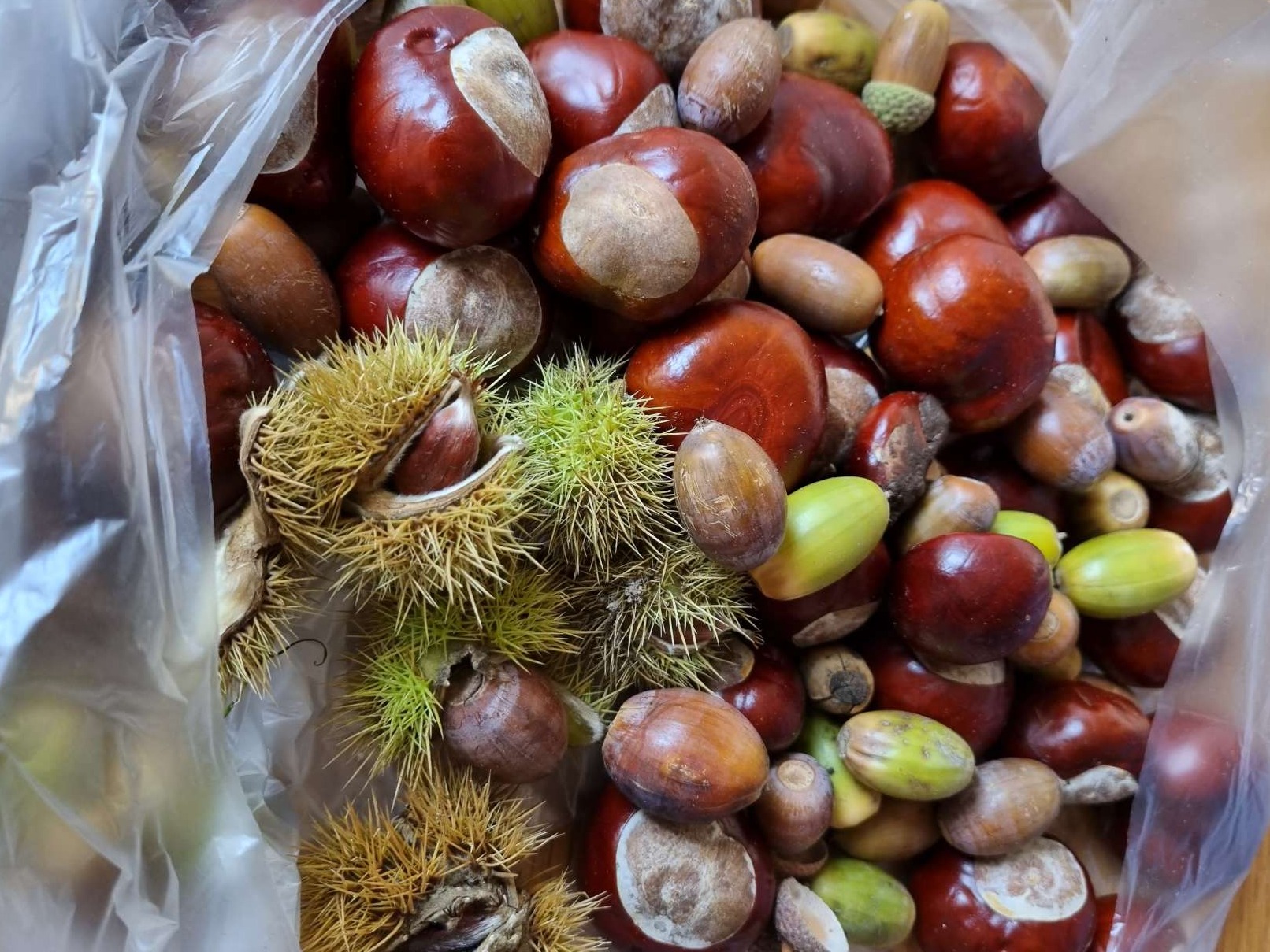 In het bos herfstspullen verzameld.