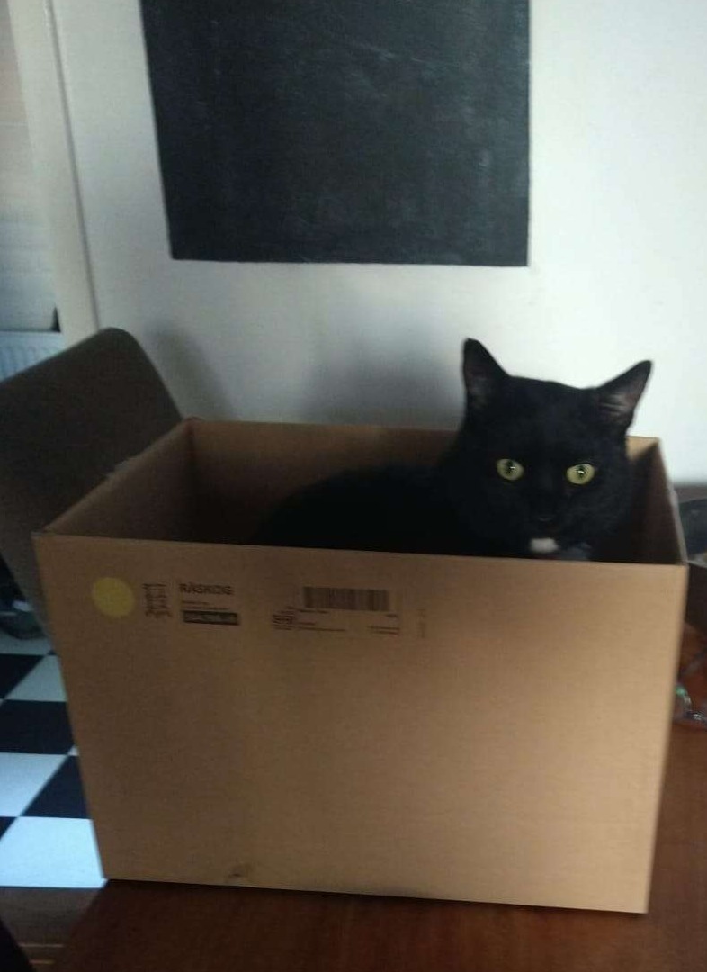 Onze enorme, maar rustige ex-kater