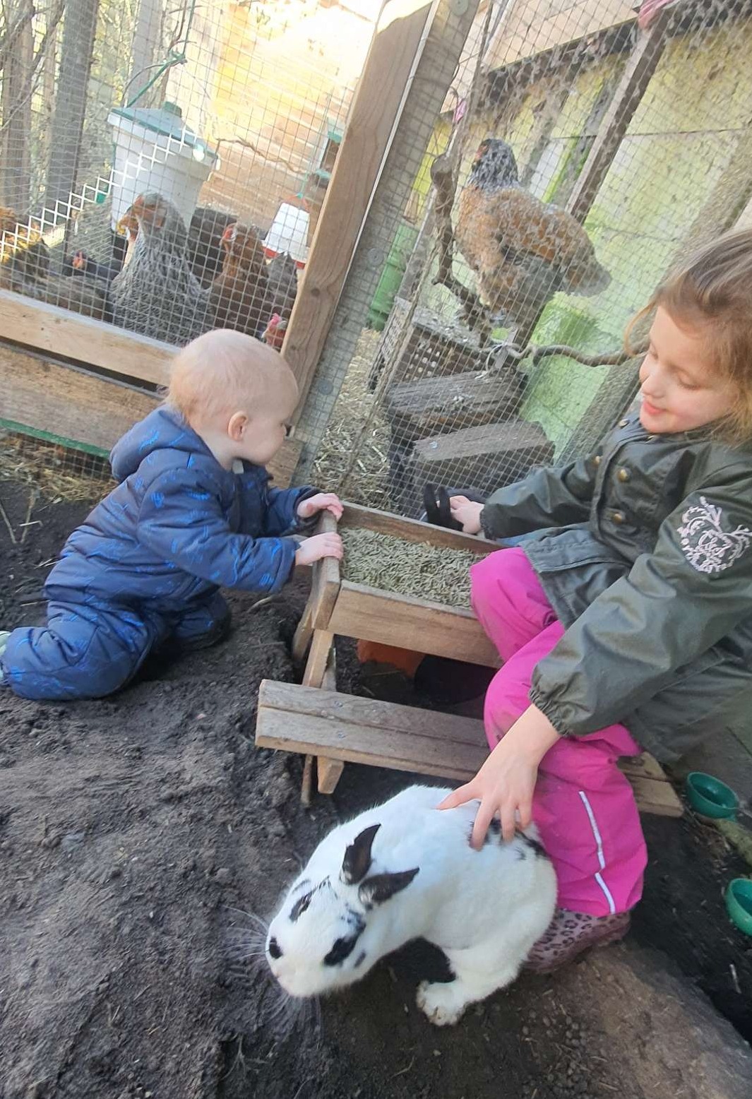 Dieren om te voeren en knuffelen.