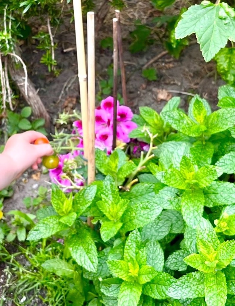 Tomaatjes uit ons moestuintje 