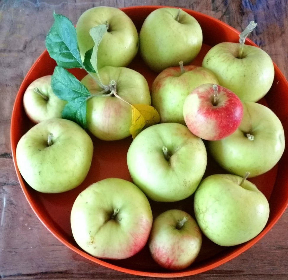 Appels uit onze appelboom