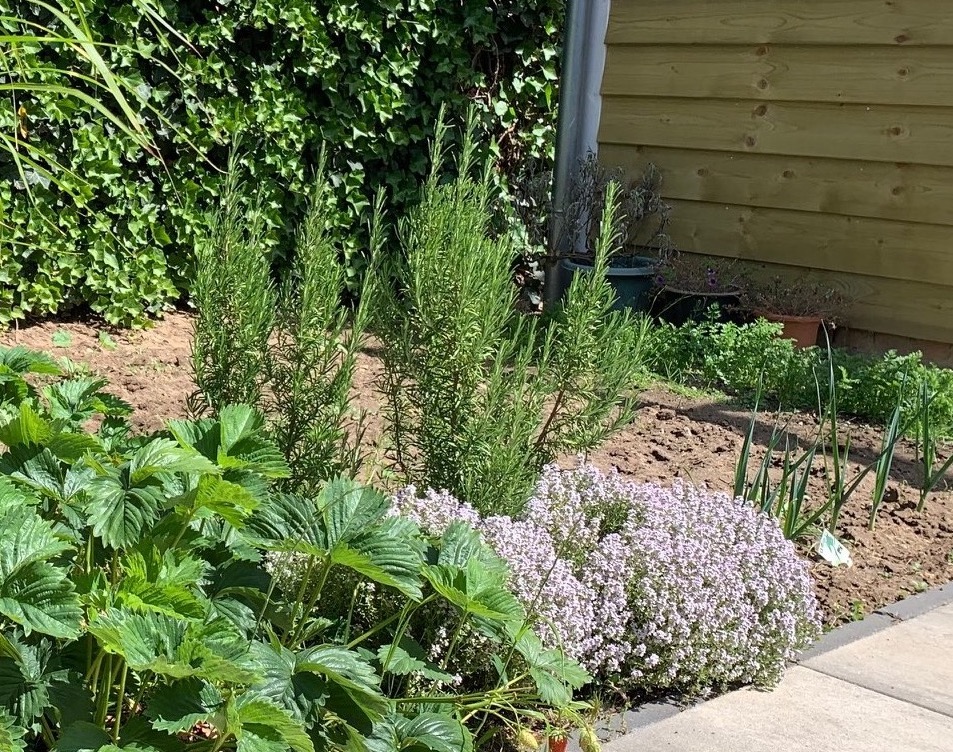 Moestuin: hapjes uit eigen tuin! 