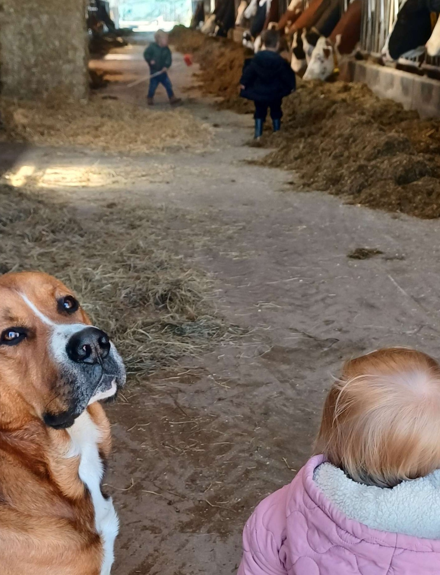 Koeien wat lekkers geven 